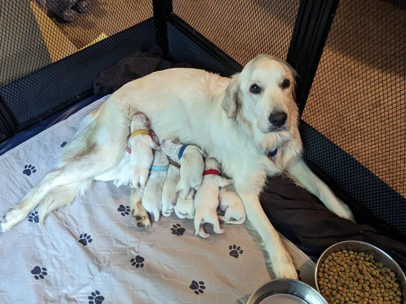 Heckmans English Cream Golden Retrievers