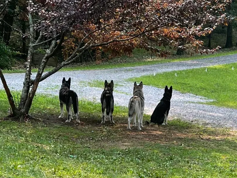 Heddens Husky Hideaway