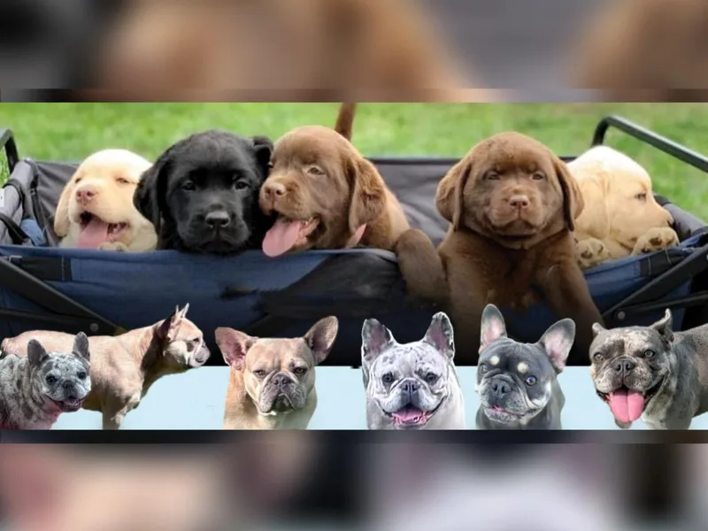 Hedge Lane Labradors