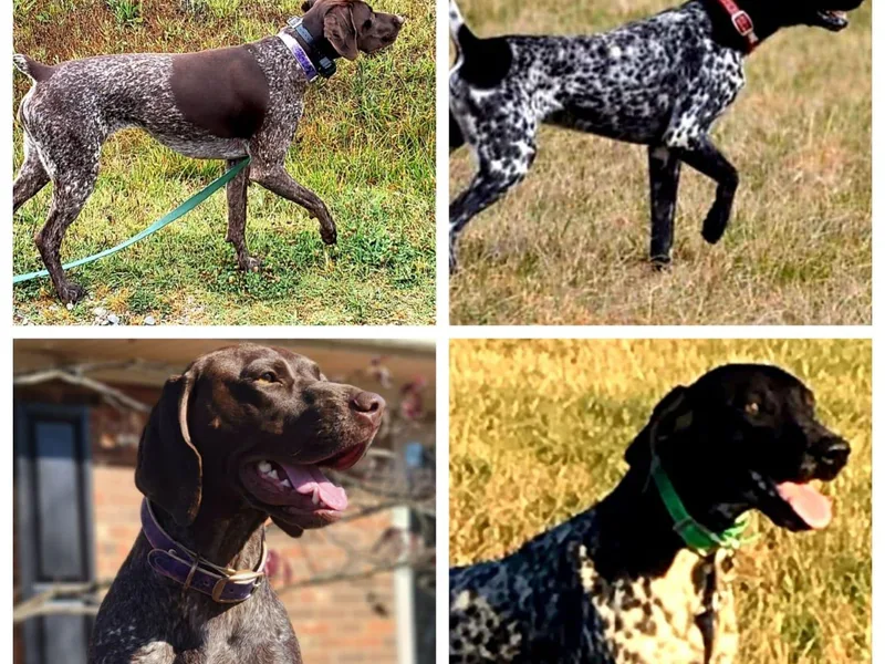 Heel to Point Shorthairs