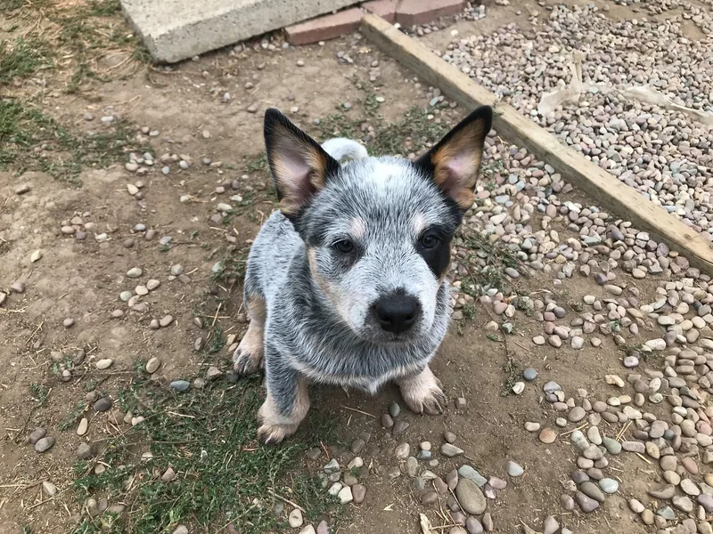 Heelerhill Kennels
