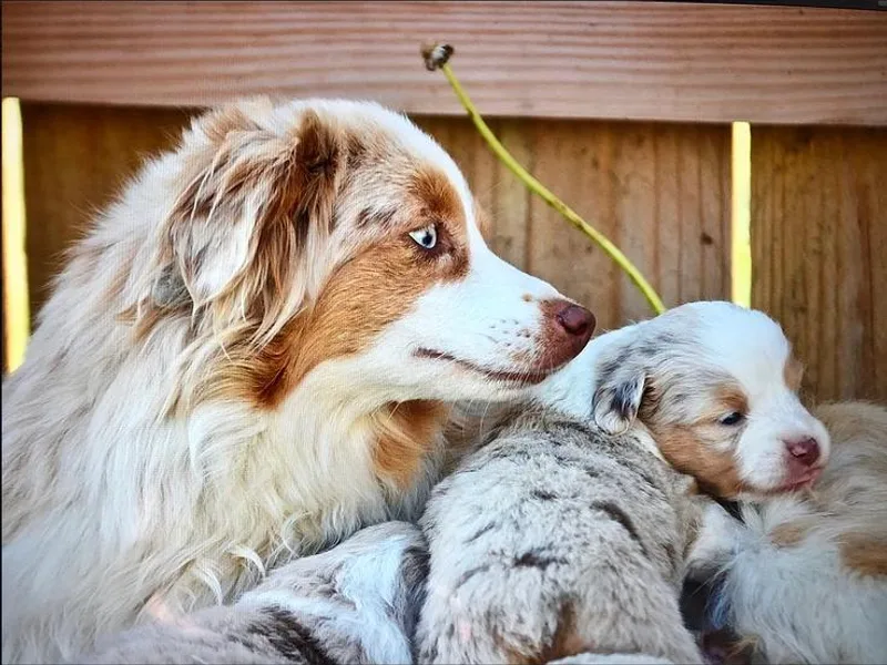 Heidi's Puppy Love photo 1