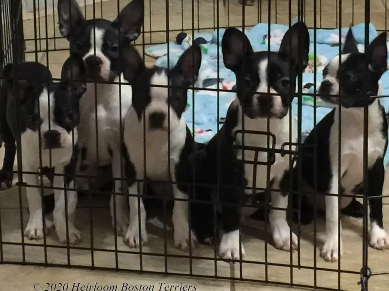 Heirloom Boston Terriers