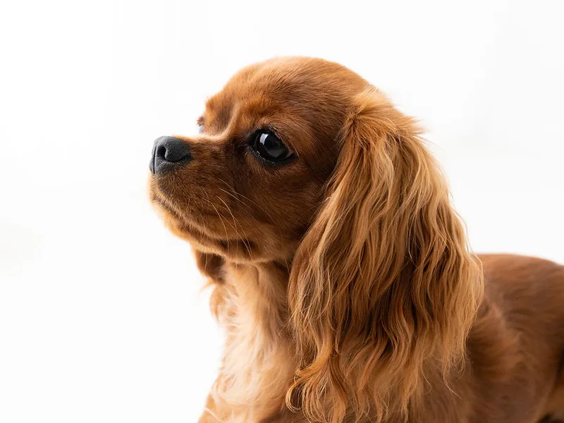 Heirloom Cavaliers