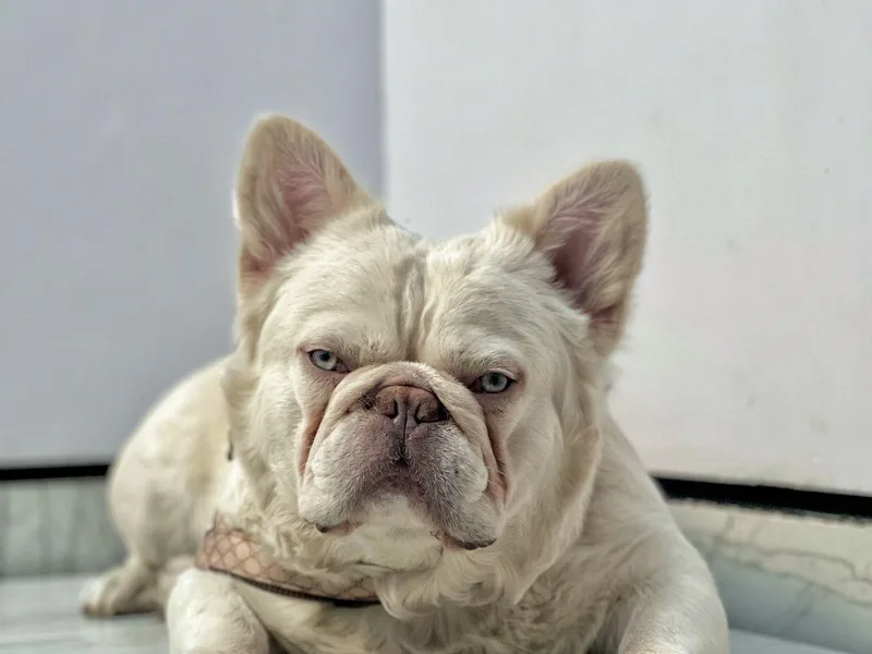 Heirloom French Bulldogs