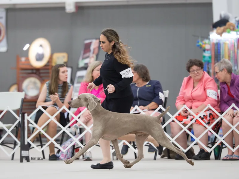 Heirloom Weimaraners