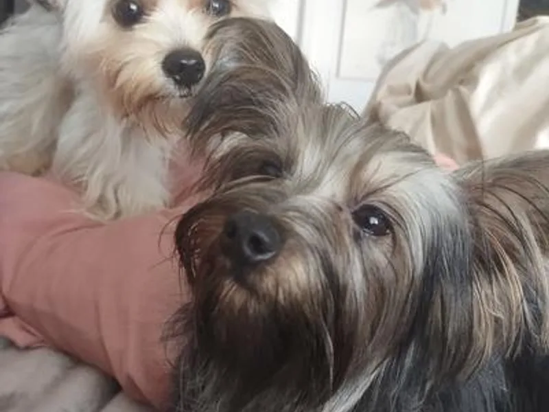 Helen's Morkies