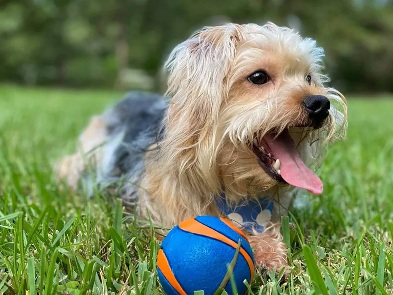 Helen's Morkies photo 1