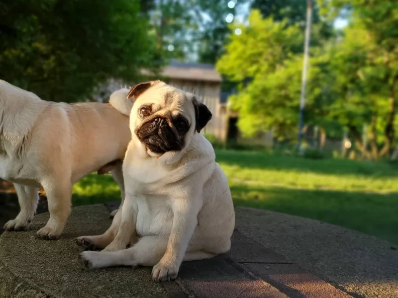 Helen's Pugs photo 1