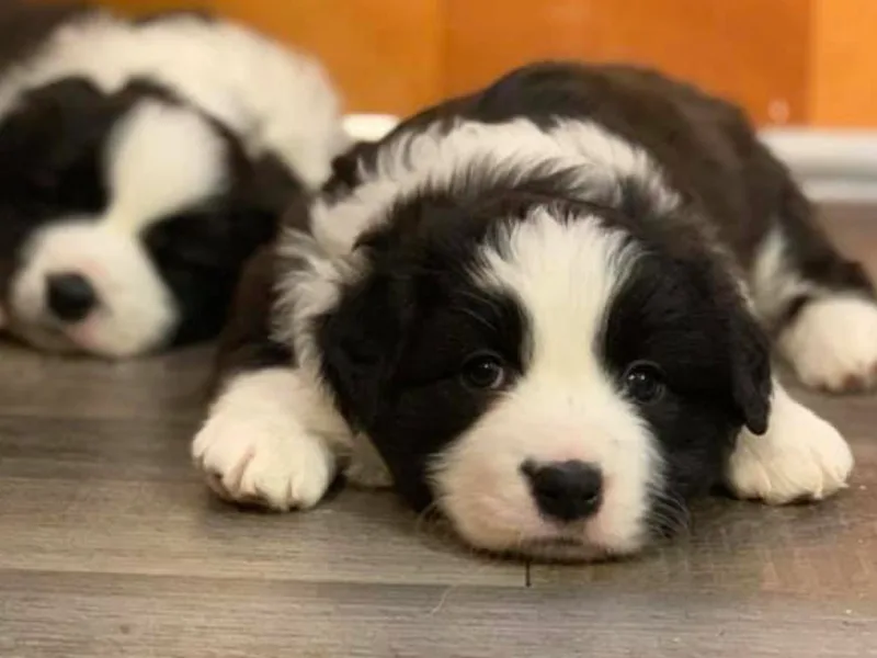Helios Border Collies