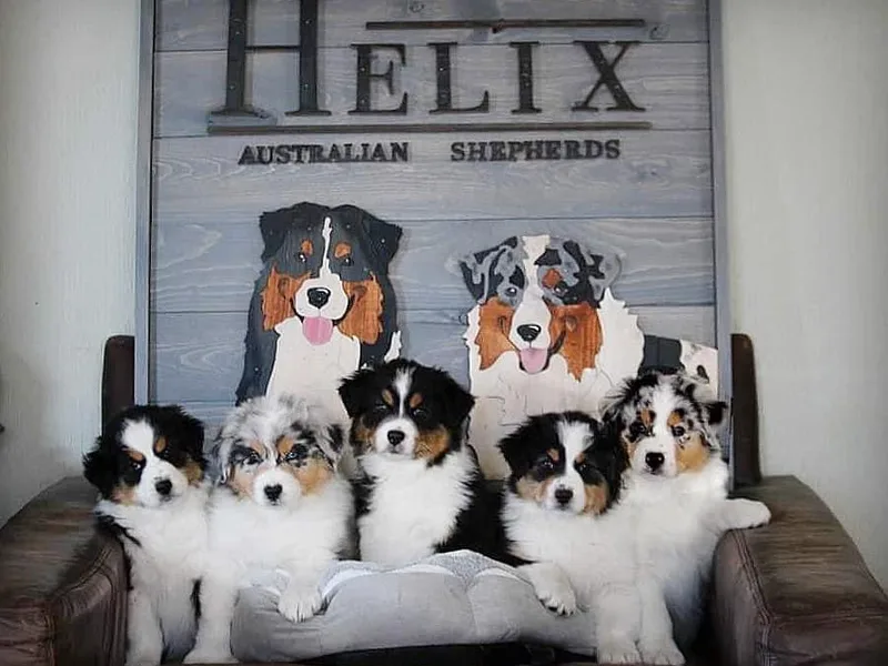 Helix Aussies
