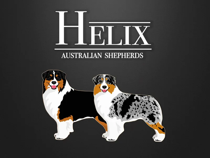 Helix Australian Shepherds