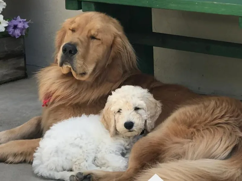 Helix Hills Goldendoodles