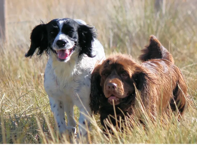 Hellfire Springer and Sussex Spaniels