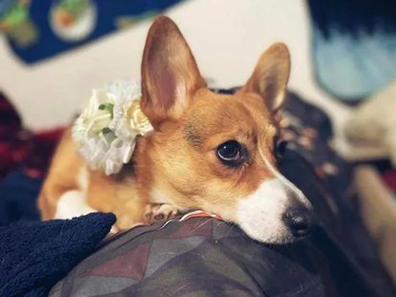 Hellfires Cosmic Goddess Corgis