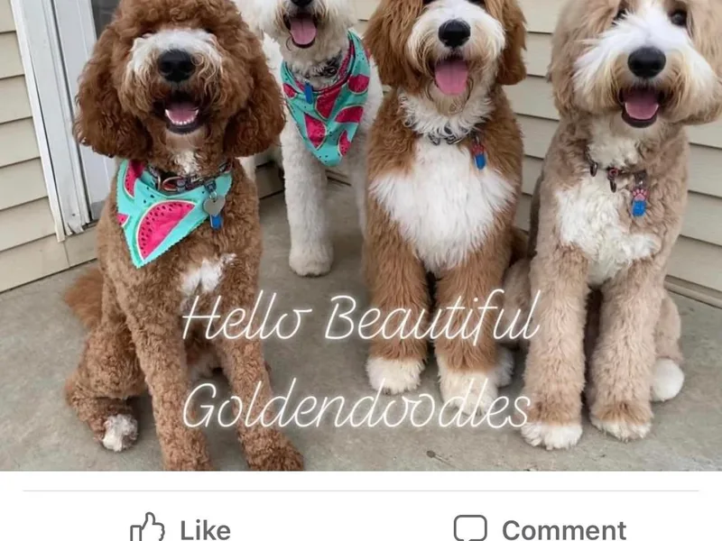 Hello Beautiful Goldendoodles