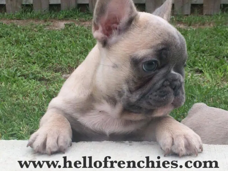 Hello Frenchies photo 1