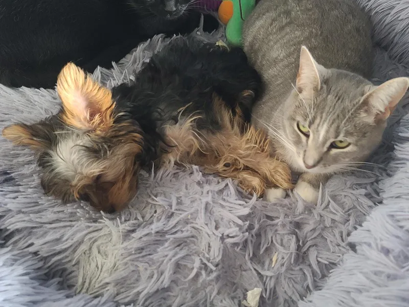 HelloBeautifulYorkies