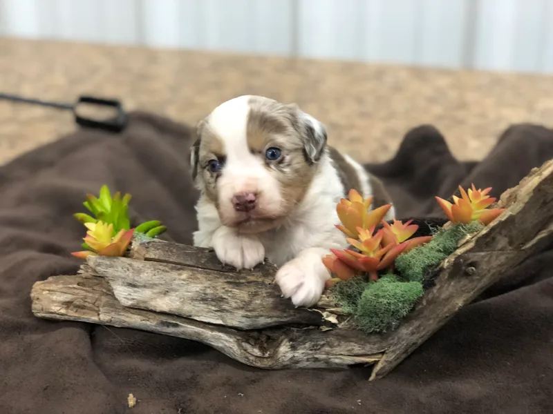 Helm Farms Aussies