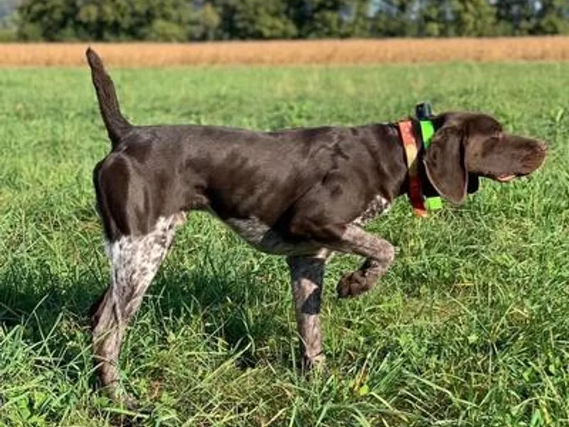 Helmbrecht GSP's