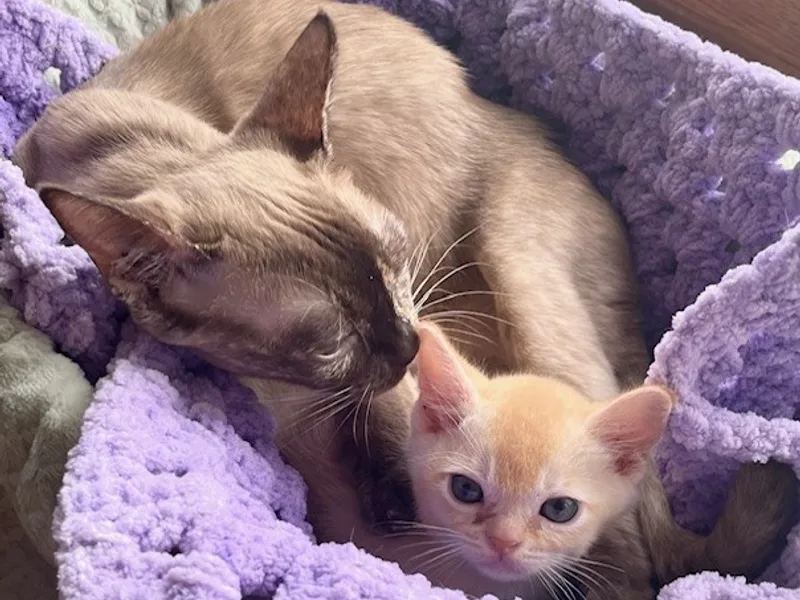 Helova Cattery photo 1