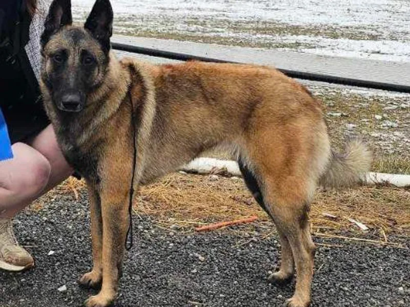 Helsel's Belgian Malinois