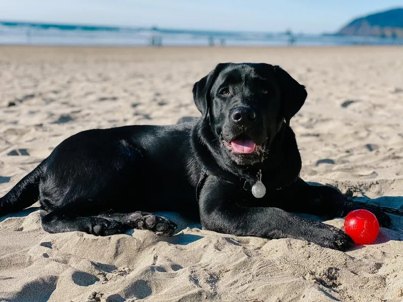 Helvetia Labradors photo 1