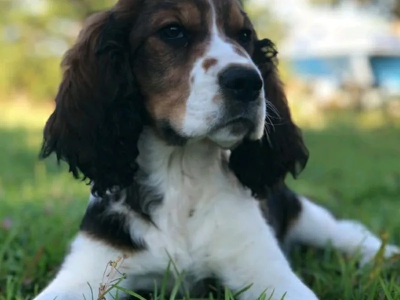 Hembree Creek Springers