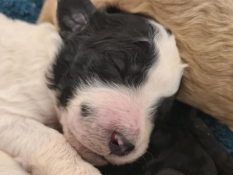 Hemley's Oodles of Poodles