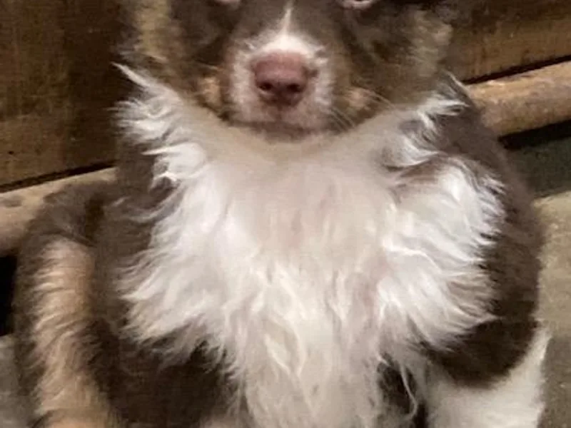 Hemlock Brook Farm and Kennels