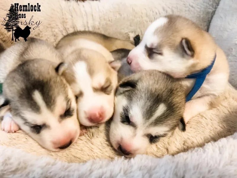 Hemlock Pines Pomsky photo 1