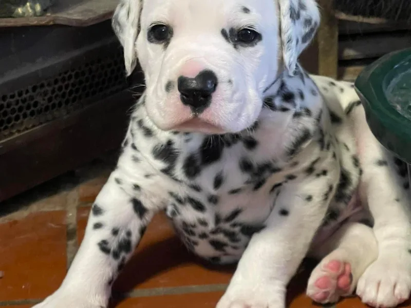 Henderson's Boston Terriers &amp; Dalmatians