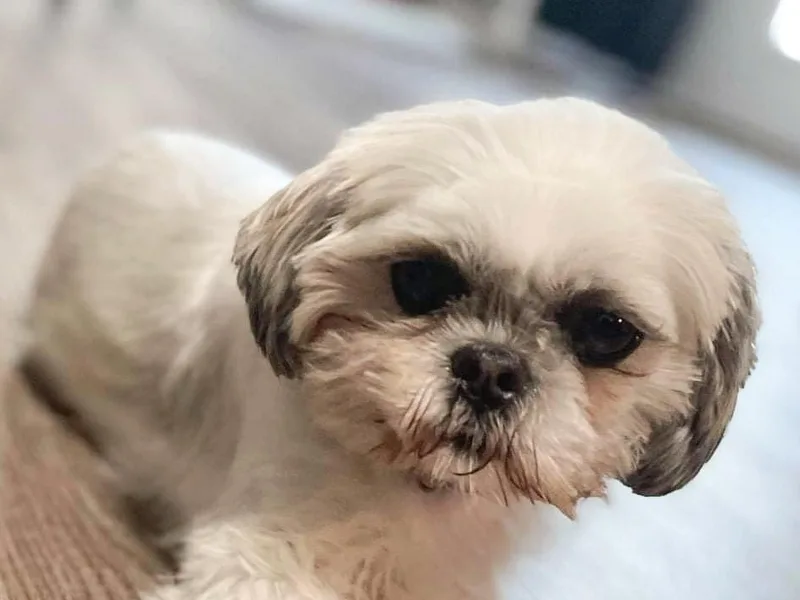 Henderson's Fur Babies photo 1