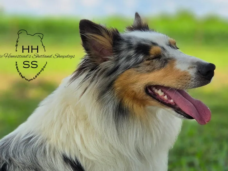 Henotic Homestead's Shetland Sheepdogs