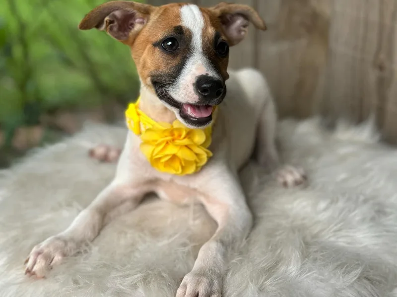 Henry Farms Rat Terriers