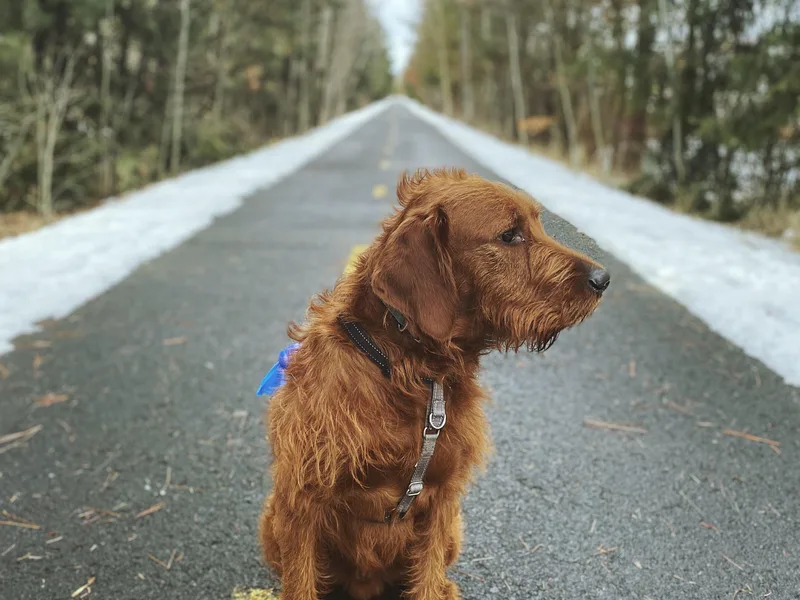 Henry Fawkes Schork - Labradoodle Stud