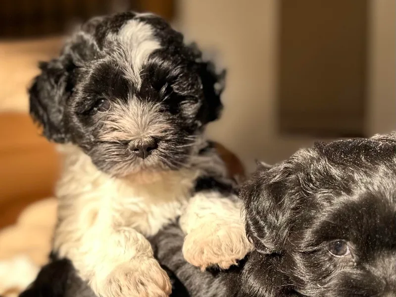 Henry’s Havanese