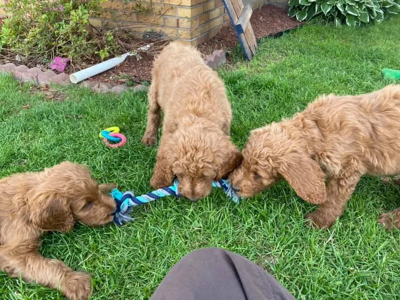 Henshey goldendoodles