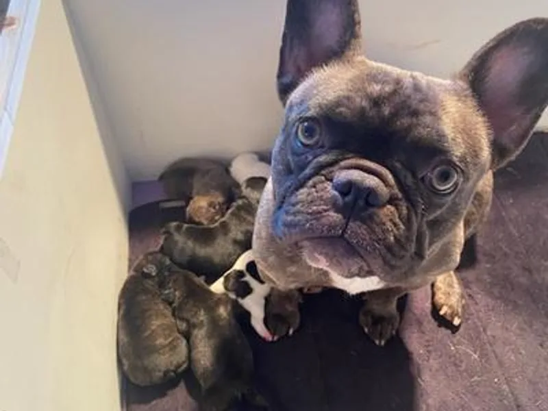 Herbert's Frenchies