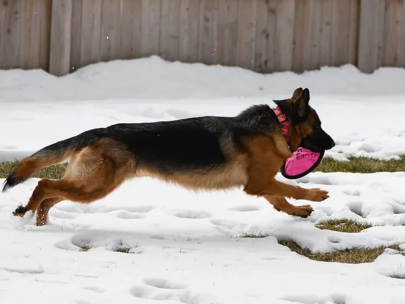 Herbststurm German Shepherds, LLC