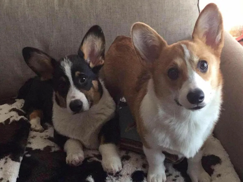 Hercules Haven Corgis photo 1