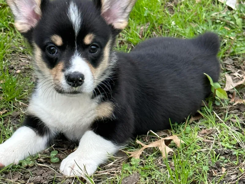 Herd Immunity American Corgi’s photo 1