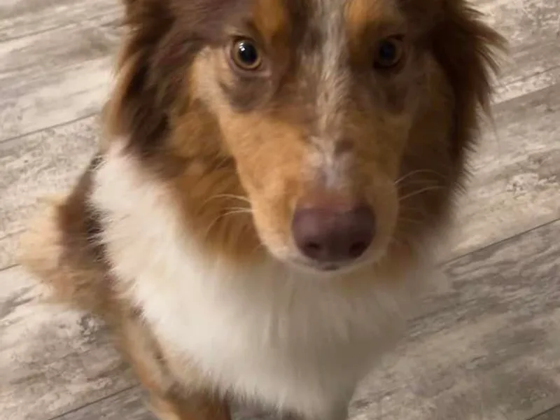 Herding Lightning Farm