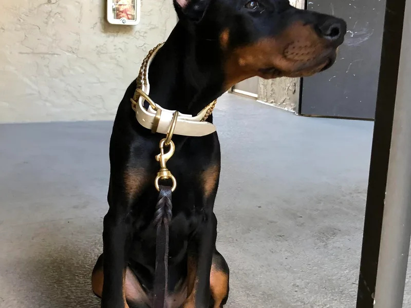 Here Comes Doberman House