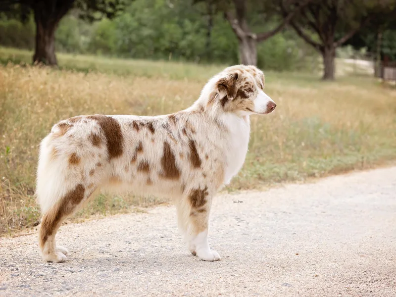 Heritage Australian Shepherds