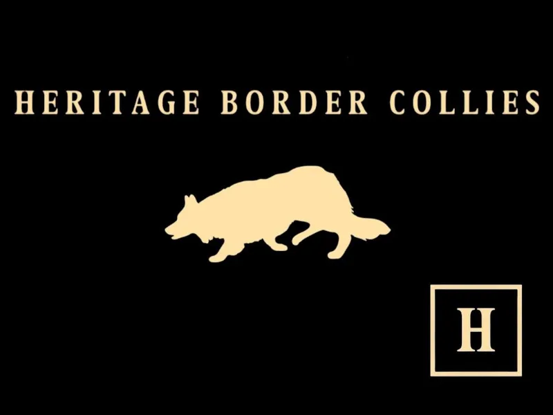 Heritage Border Collies