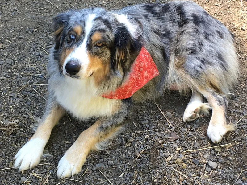 Heritage Hill Aussies photo 1