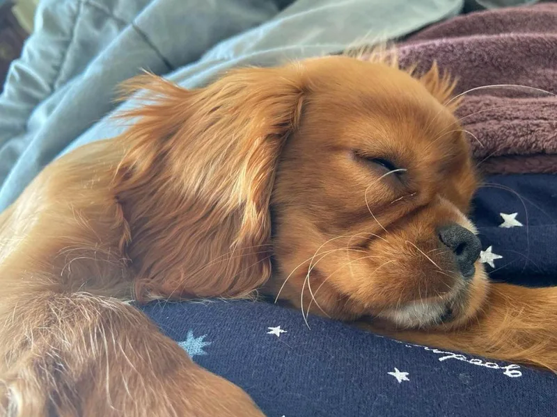 Heritage Hill Cavaliers