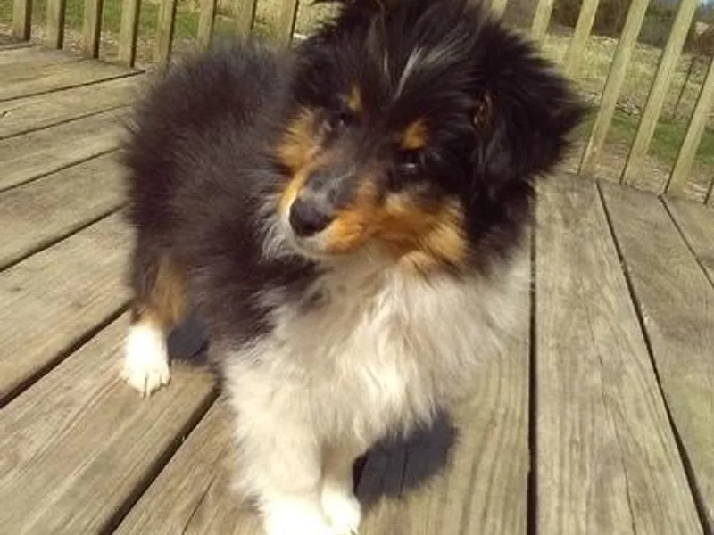 Heritage Hills Shetland sheepdogs