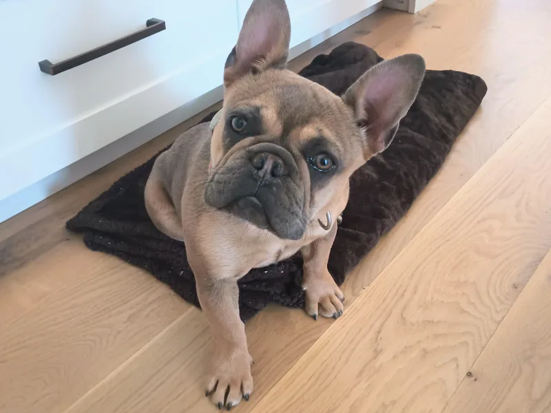 Heritage Lane French bulldogs